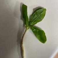 コシアブラの育て方 苗の植え付けや種まきの時期は 栽培はむずかしい Greensnap グリーンスナップ