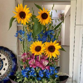  デルフィニウムの画像 by ミイちゃんママさん | 玄関とスプレーデルフィニウムとアリストロメリアとミニひまわりとヒバとカラスムギとピンクの花とアレンジと黄色の花とブルーの花とかわいいと癒しのひと時と デルフィニウム