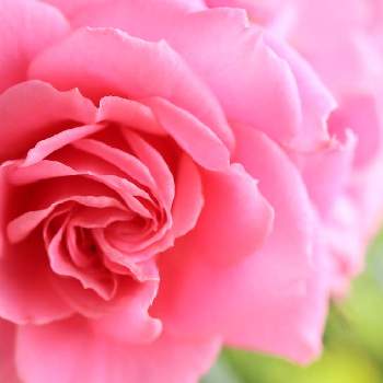 ミニ薔薇の画像 by なみ_ぱんださん | 小さな庭とミニ薔薇と母の日のプレゼントのその後とばら バラ 薔薇