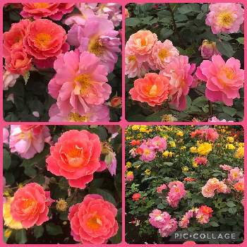 イベントの画像 by 君にバラバラさん | 薔薇 ファンファーレとオレンジ色の花とピンクの花とイベントと満開と癒しと公園と鮮やか と花いろいろと神代植物公園と花のある暮らしとお散歩と春の装いとiPhone撮影