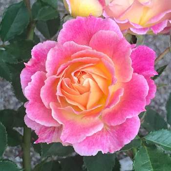 神代植物公園の画像 by 君にバラバラさん | シャクヤクと乙女ピンクとピンクの花とイベントと満開と癒しと公園と妖艶と鮮やか と不思議な魅力と花いろいろと神代植物公園と花のある暮らしとお散歩と春の装いとiPhone撮影