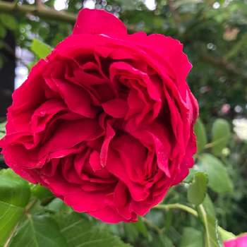 ルージュ ピエール ドゥ ロンサールの画像 by スミレさん | 小さな庭と医療・介護の皆様に感謝とありがとう❤️とルージュ ピエール ドゥ ロンサールと新型コロナウィルスに負けるなとおうち園芸と花のある暮らしと2022 GSで薔薇園