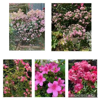 ピンクの薔薇の画像 by えむさん | 小さな庭と花のある暮らし♡とバラ園とばら バラ 薔薇とピンクの薔薇とピンクの花と薔薇の季節と毎日ローズショーと満開とおうち園芸と薔薇を育てると癒しのひと時とピンクワールドへ ようこそと19日はピンクの日!と熊本農業公園カントリーパーク