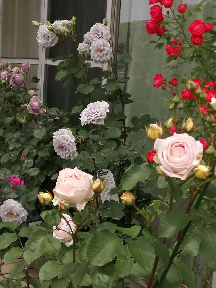 つるバラ 珠玉の投稿画像 By あずさん バラ ブルーグラビティとバラ リラと薫乃 かおるの と広い庭 22月5月19日 Greensnap グリーンスナップ Greensnap グリーンスナップ