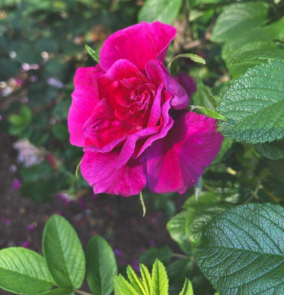 薔薇とお髭草 楽天市場】（山野草）赤花オケラ（赤花朮）3号（1ポット