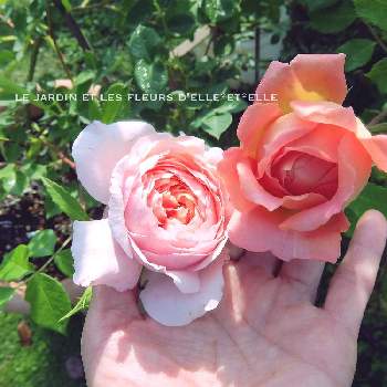 薔薇好きの画像 by elle＊et＊elleさん | 広い庭とバラ ウィリアムモーリスと庭に咲く花と花のある風景と薔薇好きと自己流ガーデニングと咲いてくれてありがとう❤と薔薇に魅せられてと手作りの庭と癒しとおうち園芸と香る花と花いろいろと花のある暮らしとローズガーデンと薔薇♪とイングリッシュ ローズとロザリアンとバラを楽しむと薔薇大好きとばらに魅せられて