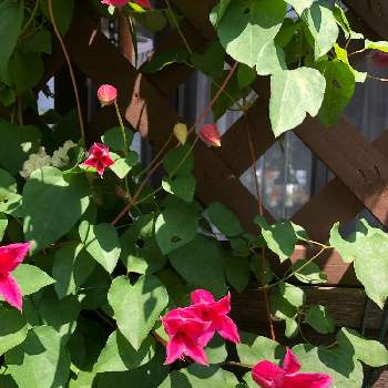 実家の庭の画像 by keiさん | お出かけ先と癒しの時間とクレマチス♬と今日の一枚と今日のお花と実家の庭とガーデニングと花のある暮らし