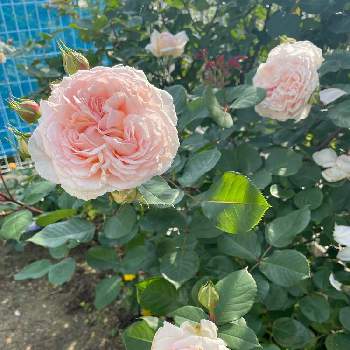 私の癒し♡の画像 by カナさん | 畑と私の癒し♡とウクライナに平和をとばら バラ 薔薇とピンクの花ときれいとおうち園芸と植中毒ときれいだな♡と癒し…♡とかわいいと19日はピンクの日!とかわいい❤