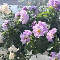 キンギョソウ　アールグレイ,ビオラデコルテ,ベランダガーデン,むらさきの花,マンションのベランダの画像