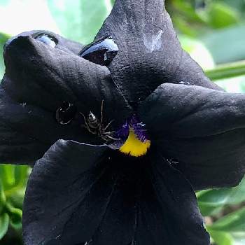 黒い花の画像 by 花土葉さん | 小さな庭と黒い花と☆おやすみ☆と☆パンジーとすみれ( 菫 )とスミレ♡とお疲れ様でした