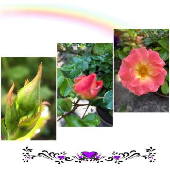 いつもありがとう❣️の画像 by グリーンスムージーさん | いつもありがとう❣️とピンクの花とピンクワールドへ ようこそと心ときめく☆とかわいい♡♡とミニ薔薇とドリフトローズ☆