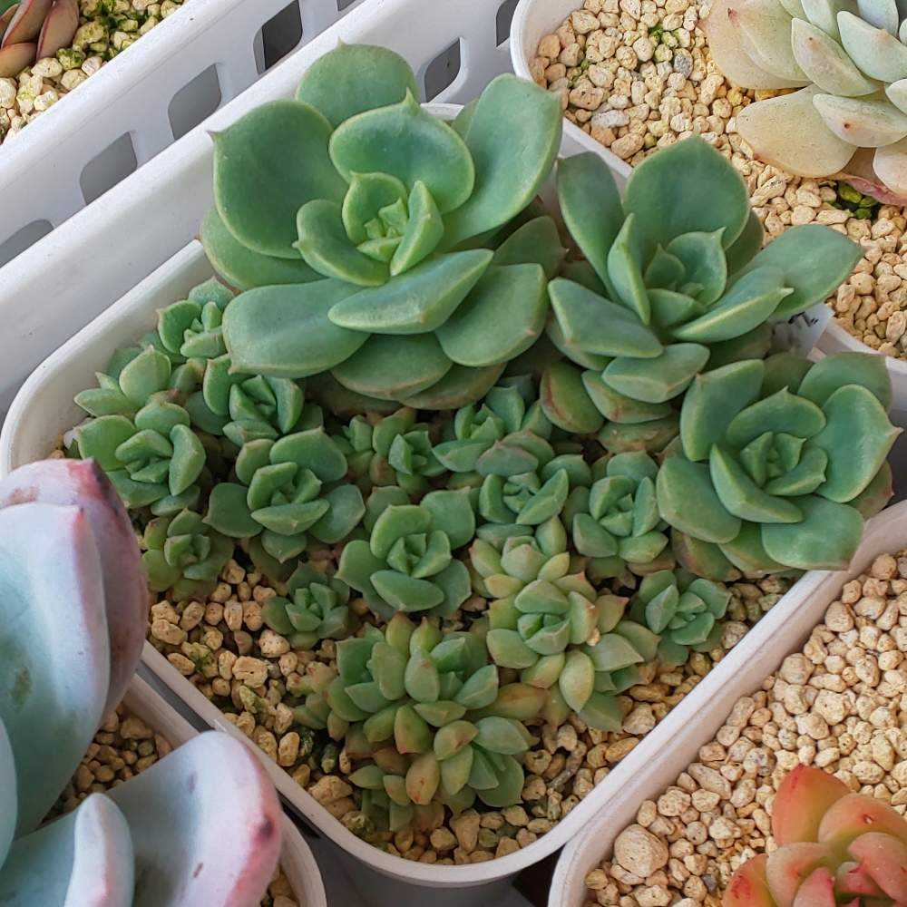 エケベリア 多肉植物 緑色 風緑 エケベリア｜🍀GreenSnap（グリーン