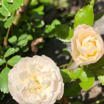 ミニバラ グリーンアイスの画像 by グリーンスムージーさん | いつもありがとう❣️と心ときめく☆とミニバラ グリーンアイスと白い花大好きと白い花とかわいい♡♡とミニ薔薇