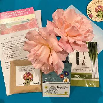 ピンクワールドへ ようこその画像 by mimimiさん | 部屋とクィーンエリザベスといつもありがとう♡と花のあるおうち時間キャンペーンとおうち園芸とGSミニモニ。とカワイイ♡といつも心に太陽をとピンクワールドへ ようこそと19日はピンクの日!