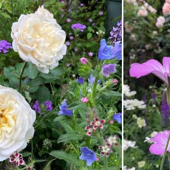 エキウムの花の画像 by りーやさん | 小さな庭とエキウムの花とばら バラ 薔薇と今日の庭と今日の庭からと初夏の庭とシレネ✳︎とオルレア♡とアグロステンマ♪