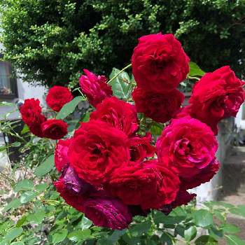 薔薇好きの画像 by AT Roseさん | 小さな庭とロートケプヘンとばら バラ 薔薇とハイポネックス園芸部2022と薔薇好きとハイポネックスアンバサダー2022とロザリアンとコルデスと私のお庭2022