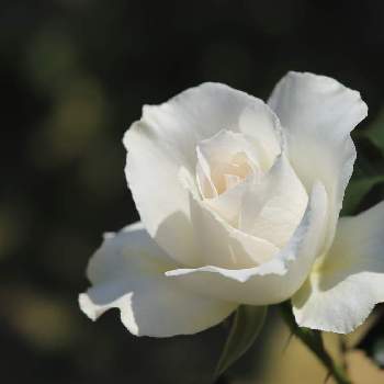 白バラの画像 by Mオレンジさん | お出かけ先とバラ マーガレット メリルと白バラと花のあるの暮らしと平和を願う☆と高岡　おとぎの森公園