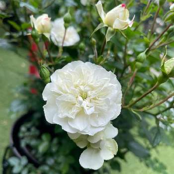 ミニバラ グリーンアイスの画像 by ねあるこさん | 小さな庭とグリーンアイスとばら バラ 薔薇とガーデニング初心者と鉢植えとミニバラ グリーンアイスとバラ・ミニバラ