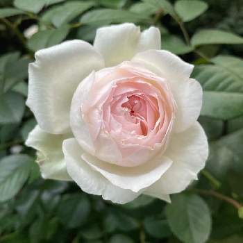 ステファニー グッテンベルグの画像 by ねあるこさん | 小さな庭とバラ ステファニー グッテンベルグとステファニー グッテンベルグとばら バラ 薔薇とガーデニング初心者とマンション専用庭と鉢植えとバラ・ミニバラ