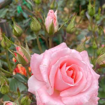 風薫る五月の画像 by selinaさん | バラ　わらべ歌とバラ園とばら バラ 薔薇とピンクの花と風薫る五月とピンクのバラ♡と金曜ローズショーとバラが好きと花のある暮らしとお散歩と海外暮らし