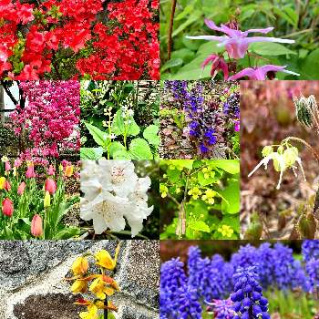山野草大好き協会の画像 by チョウサンさん | 小さな庭とわれら17年組と山野草と春の庭と山野草大好き協会と花のある暮らし