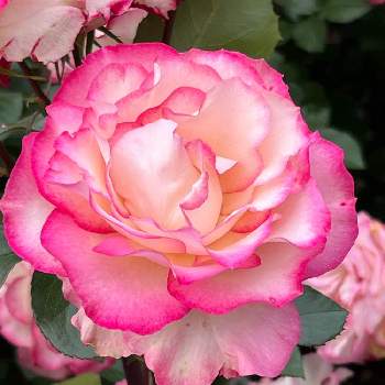 バラ好きの画像 by mari hisaさん | バラ・ほのかとバラのある暮らしと散歩とバラ好きと花のある暮らしとバラを楽しむ