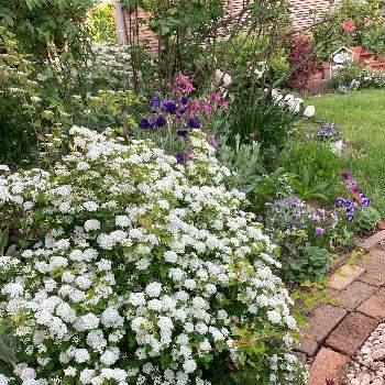 庭のある暮らしの画像 by レイニーブルーさん | 広い庭とキュンキュン乙女倶楽部と花木と癒されると庭のある暮らしと花のある暮らしとミツデイワガサの花と白い花