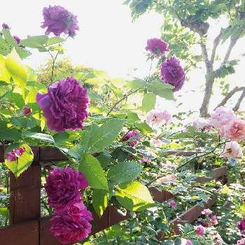 オールドレンズの画像 by keiraさん | フェンスとバラ コーネリアとバラ　ユアインネルン　アンブロとばら バラ 薔薇とオールドレンズとバラ大好きとつるバラとばら大好きとバラ・オールドローズと赤紫色の花とフェンスのつるばらとユアインネルンアンブロとばらの季節
