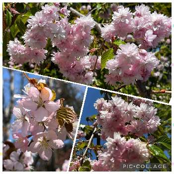 さくらの画像 by 美紀さん | 広い庭とピンクの花としだれ桜*と可愛い〜♡と癒し…♡と花のある暮らしとさくら