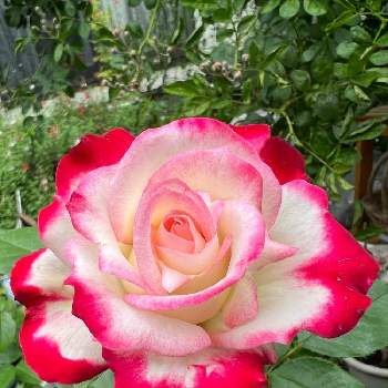 香りの良いバラの画像 by ひみつのアッコちゃんさん | 広い庭と四季咲き大輪バラ　ジュビレデュプリンセスドゥモナコと鉢植えの花と可愛い花とバラ大好きと花のある生活と美しい花と元気な花と香りの良いバラと大好きな花と花を見る喜びと私のお気に入り