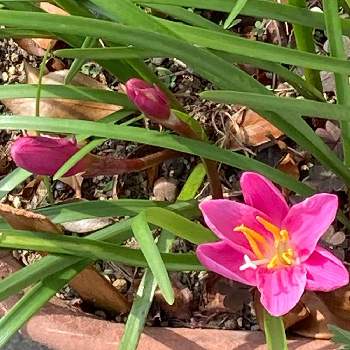 ゼフィランサスの蕾,ゼフィランサス,ピンクの花,小さな庭の画像