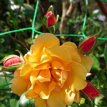 可愛いお花♡の画像 by マイフラワーさん | 広い庭と金曜日の蕾たちとばら バラ 薔薇と可愛いお花♡と蕾がかわいいとバラ園からとオレンジ色のお花と大切なお花