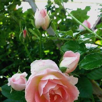 綺麗な色♡の画像 by うまこさん | 小さな庭とミニバラとピンクの花と植物大好きとピンク❤︎ピンクときれいとにわと可愛いと綺麗な色♡と花のある暮らしとかわいいとチーム愛知と地植え