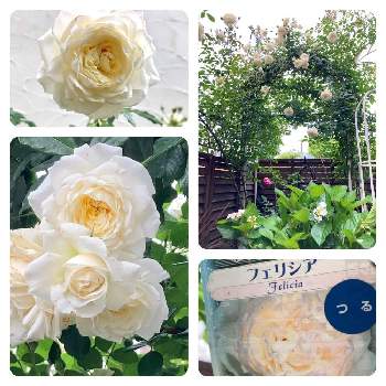 フェリシア♪の画像 by ミルココさん | 小さな庭とばら バラ 薔薇とバラのある暮らしとつるバラと花のある暮らしとフェリシア♪