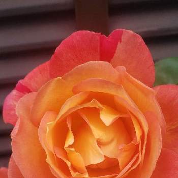 自己満足の画像 by あっこさんさん | 小さな庭とバラ、薔薇、ばらとハイブリット  ラジオと私の推しとばら バラ 薔薇と自己満足と私の癒しと幸せ気分✨✨✨と ハイポネックス園芸部と癒し…♡とハイポネックス  薔薇の土