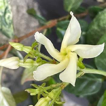 ハツユキカズラの花の一覧 Greensnap グリーンスナップ