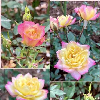 いつもありがとうの画像 by misumi (美澄)さん | 良い一日をとばら バラ 薔薇と早朝の庭といつもありがとうとほんのりピンクと優しい色とiPhone撮影とバラ・ミニバラ