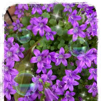 カンパニュラ オーシャンの投稿画像一覧 Greensnap グリーンスナップ カンパニュラ オーシャンの投稿画像一覧 Greensnap グリーンスナップ