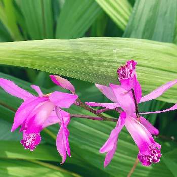咲いてるの画像 by n_enjoymamaさん | しらん（紫蘭）と綺麗と咲いてるとお出かけ先にて