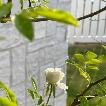サマースノー♥︎︎∗︎*ﾟの画像 by RARAさん | テラスとばら バラ 薔薇と幸せにな〜る◡̈❁とサマースノー♥︎︎∗︎*ﾟとhappy♡と感謝♥︎︎∗︎*ﾟと白い花と2022♥︎︎∗︎*ﾟ
