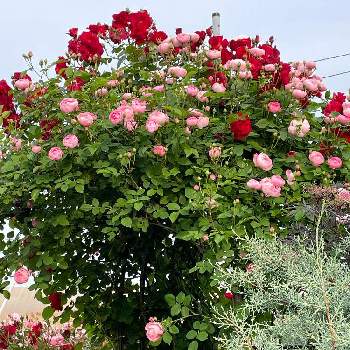 赤薔薇の画像 by ラックスさん | 広い庭とカペルマナーハウスとローブリッターとピンクの薔薇と薔薇のアーチと良い天気と沢山の薔薇♡と薔薇のある家とガーデニングと赤薔薇