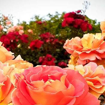 花びらの画像 by さくら貝さん | お出かけ先とバラ、薔薇、ばらとバラとスマホ撮影と♡今日のお花♡とばら バラ 薔薇と季節の花と今日の花と風景と花びらとお花