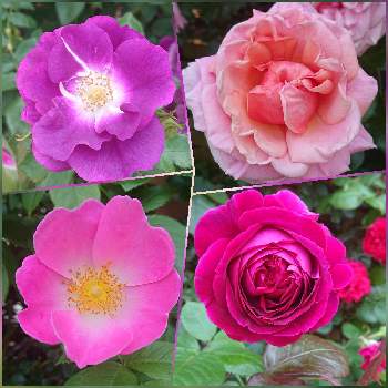 ピンクワールドへ ようこその画像 by ストケシアさん | お出かけ先とバラとばら バラ 薔薇とピンクの花とピンク❤︎ピンクと金曜ローズショーとピンクワールドへ ようこそとバラが好き