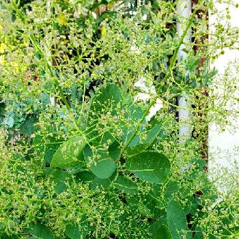 鉢植え,花のある暮らし,緑のある暮らし,温泉県大分♨️,小さな庭の画像