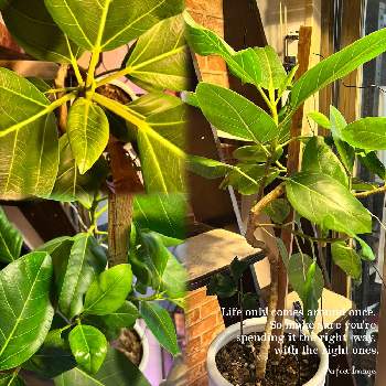 おおきくなあれの画像 by Bell(*ΦﻌΦ)ฅさん | 部屋とフィカス・アルティシマ・バリエガータとはっぱを楽しむと増えろよ増えろと観葉植物とLED植物育成ライトと成長記録とおおきくなあれと新芽