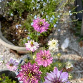 綺麗な花の画像 by ユミさん | 広い庭とニゲラ（クロタネソウ）と自宅にてと綺麗な花と鉢植えと君も花が好きなのかと元気に育ててますよと花のある暮らしと綺麗な色