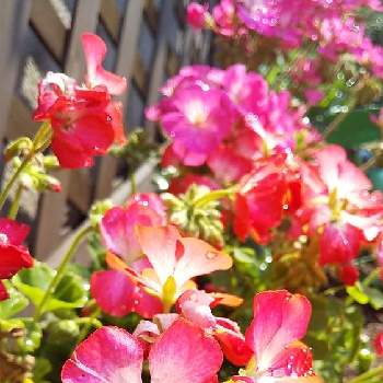 綺麗な花の画像 by たまごさん | 玄関とゼラニウムとプランターとうちの庭と可愛い花と多年草と綺麗な花とガーデニングと花のある暮らしと草花大好き