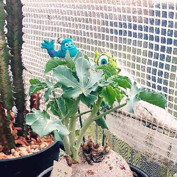 ヤトロファの画像 by nicoleさん | 小さな庭とヤトロファ・ ベルランディエリと沖縄とヤトロファと#ニシキサンゴと塊根植物と珍奇植物