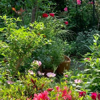 5月っていいなの画像 by 淳 こさん | 小さな庭とおだやかな１日になりますようにと緑な ながめとありがとうと5月っていいなと生きるのもととやさしい色たち