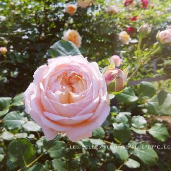 バラ　コンフィチュール,庭に咲く花,花のある風景,薔薇好き,自己流ガーデニングの画像